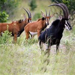 Shimba Hills National Reserve