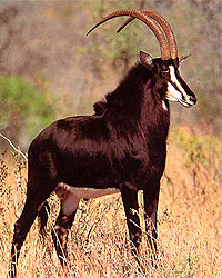 Shimba Hills National Park