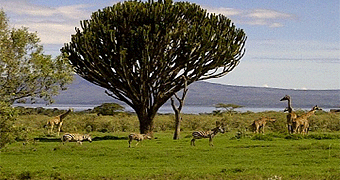 Shwari Holiday Homes Guest Houses Naivasha
