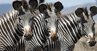 Sirikoi Tented Camp