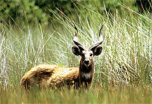 Aquatic sitatunga antelope in Lewa Downs Conservancy