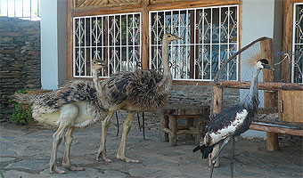 Soi Safari Lodge