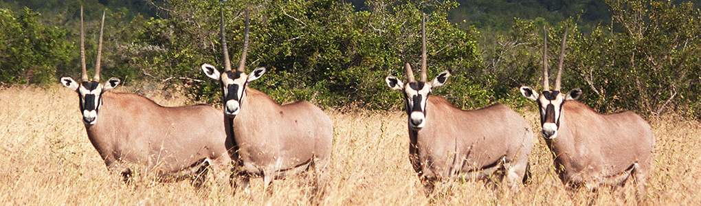 Solio Game Reserve