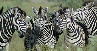 Solio Game Reserve