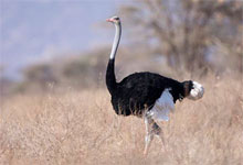 Somali Ostrich