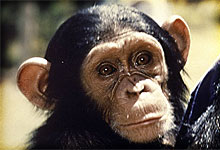 Jane Goodall Institute at Sweetwaters Game Sanctuary 