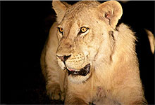 Sweetwaters Serena Tented Camp, Night Game Drive