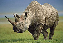 sweetwaters Rhino