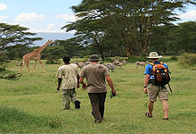Sweetwaters Serena Tented Camp Walking Safari