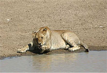 Lion at a watering hole - Kenya
