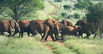 2 Days/ 1 Night Taita Hills Game Sanctuary Safari