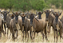 Tanzania Safari - The Serengeti National Park 