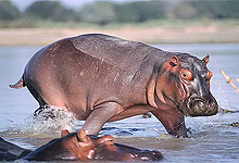 Tanzania Safari - Lake Manyara National Park 