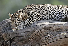 Tanzania Safari - Ngorongoro Crater