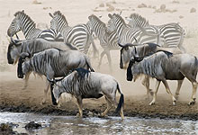 Tarangire National Park, Zebras & Wildebeest