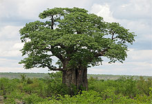 Baobab Trees are plentiful in Tarangire National Park