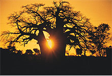 Baobab Tree