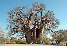 Tarangire National Park