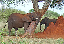 Tarangire National Park Elephants & a Termite Hill
