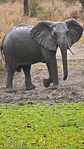 Tarangire