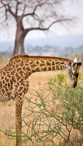 Tarangire