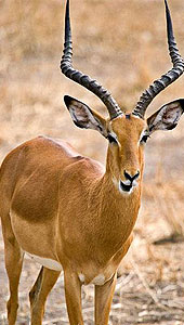 Tarangire