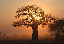 Tarangire Baobab Tree Sunrise
