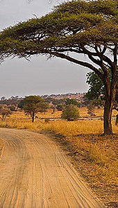 Tarangire