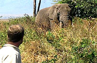 Tarangire Walking Safaris