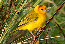 Taveta Golden Weaver at haller Park, Mombasa