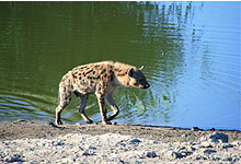 Hyena