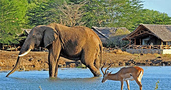 tsavo east safari