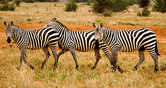 tsavo East Kenya Safari