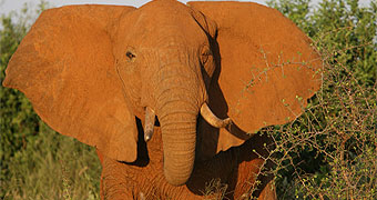 Amboseli National Park