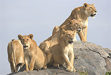 Tsavo East National Park Lion