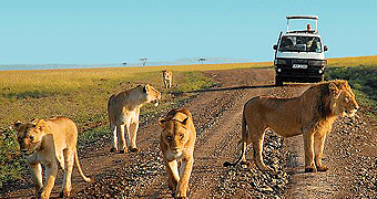 Tsavo One day safari