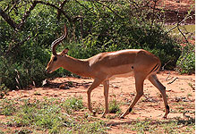impala male