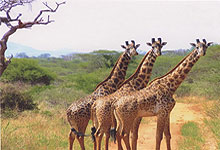 Tsavo West National Park