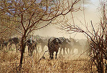 Tsavo West National Park Buffalo's in Kenya