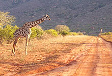 Tsavo West National Park Giraffe in kenya