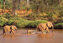 Tsavo West National Park 