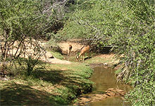 Tsavo River