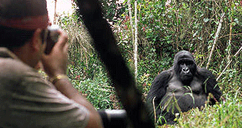 Safaris in Uganda 