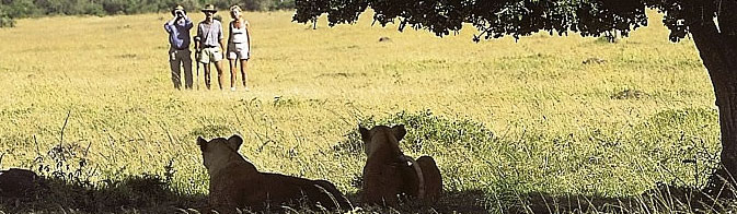 walking safaris