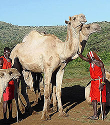 walking safari 