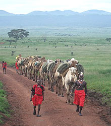 Walking Safari 