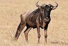 White-bearded Gnu which forms the part of the 'Great Migration'