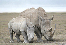 White Rhonos in Lake Nakuru National Park 