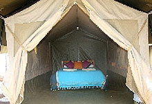 Wildebeest Camp in Nairobi