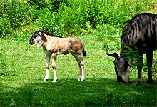 wildebeeste baby